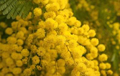 花 含羞草 春天 普罗旺斯 花园 含羞草 普罗旺斯 普罗旺斯
