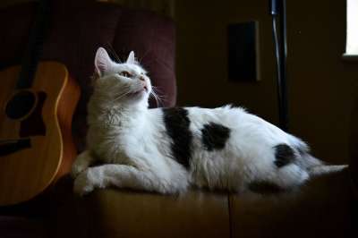 动物 可爱的 猫 哺乳动物 宠物 黑猫 黑色物 黑色的宠物