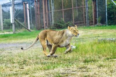 狮子 野生动物 猫 苹果浏览器 动物 自然 荒野 捕食者