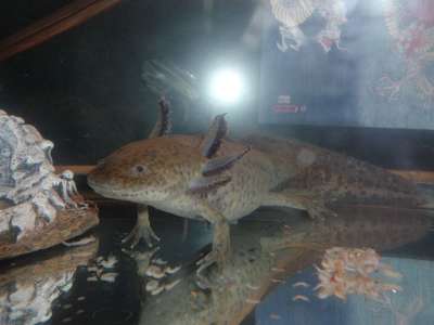 蝾螈 蝾 异国情调的宠物 两栖动物 水族馆 生物 宠物 水