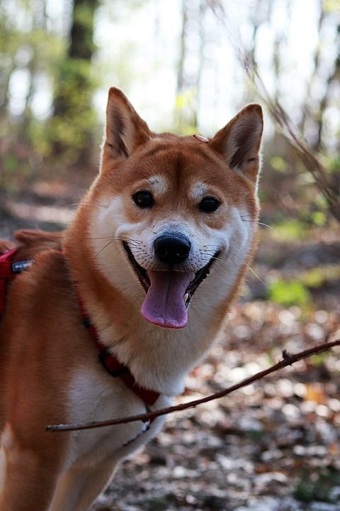 家畜 狗的头 狗 可爱的 种族 日本 谱系 纯种狗 犬 芝