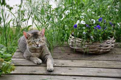 猫 花 家畜 可爱的 睡觉