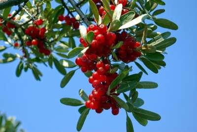 怀俄明州Buffaloberries Buffaloberries 红色的