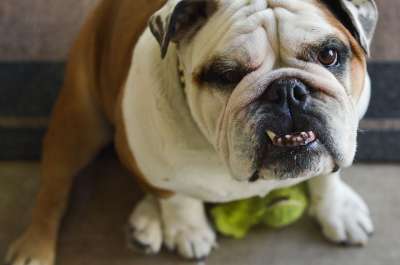 斗牛犬 咬合 狗 犬类 动物 宠物 牙齿 英语 摆出姿势