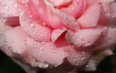 玫瑰 花瓣 雨滴 水 花园 自然