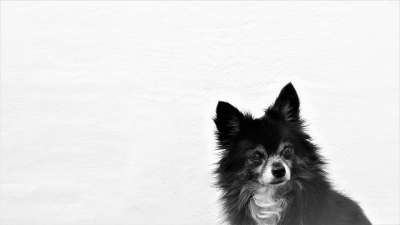 动物 狗 奇瓦瓦州 哺乳动物 犬类 宠物 品种 单色