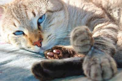猫 肖像 小猫 眼睛 动物 交叉连体婴