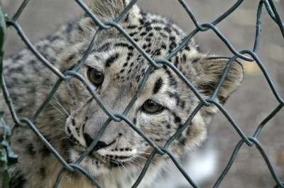 雪豹 幼兽 网格 大猫 猫 动物 猫脸 Katzenkopf 头