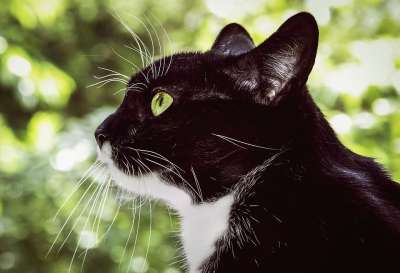 宿醉 猫 黑和白 家畜 侧面图 猫脸 头 关闭 野生动物 肖像