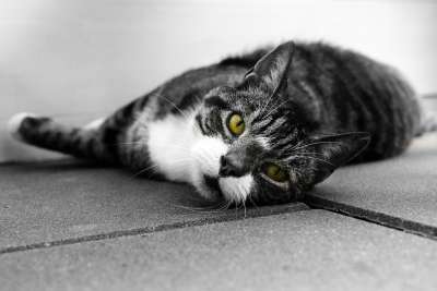 猫 眼睛 懒惰的 动物 可爱的 宠物 国内的 黑色的 哺乳动物