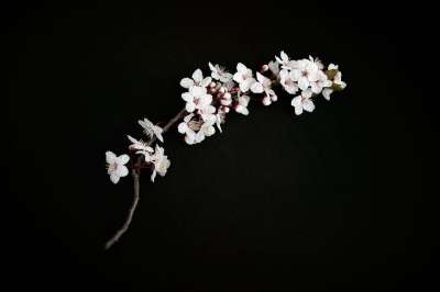 樱花 樱桃树枝 樱花的花瓣 自然 枝杈 开花 春天 盛开 粉色的