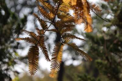 黎明红木 树叶 叶子 分行 植物群 植物学 森林 自然