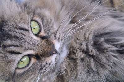 猫休息 猫 休息 猫科动物 宠物 晶须