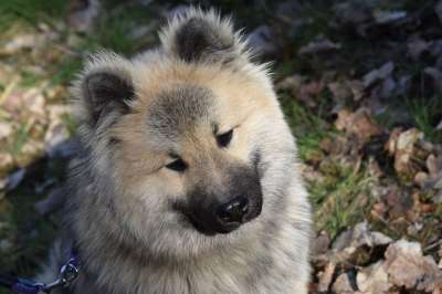 狗 狗Eurasier奥拉夫的蓝色 年轻的狗 Eurasier