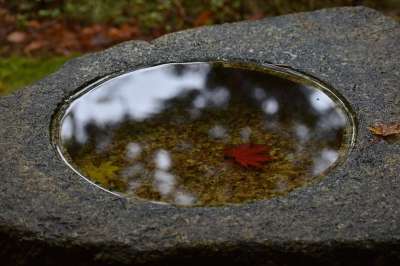旅行 日本花园 花园 水 秋季树叶 季节性 秋 自然 景观