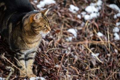 猫 动物 毛皮 家畜 户外 老虎 肖像 家猫 哺乳动物 可爱的