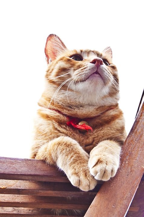 猫 狸花猫 猫科 椅子 仰望 黄色 白色 红绳 铃铛 可爱