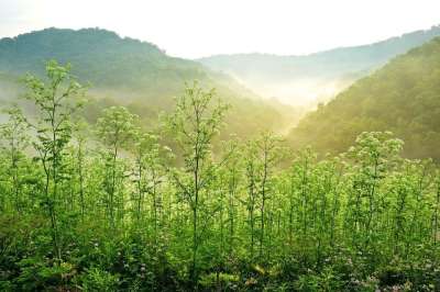 Pipestem 度假村州立公园 日出 树木 西弗吉尼亚山 丘陵 自然