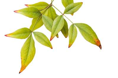 树叶 叶子 自然 秋天 季节 落下 有天赋的人 绿色 孤立