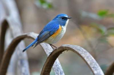 自然 鸟 野生动物 户外 红侧Bluetail