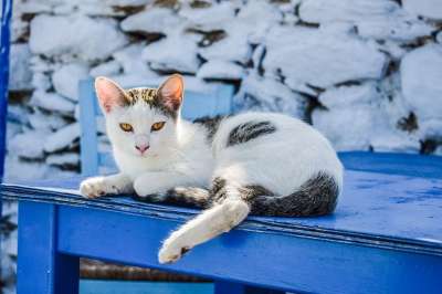 猫 户外的 动物 可爱的 基蒂 肖像 看 夏天 希腊