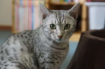 动物 猫 国内的 宠物 可爱