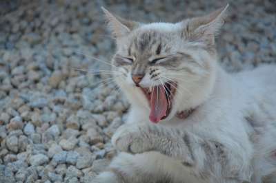 猫 打个哈欠 头 猫科动物 动物 家畜 小胡子 哺乳动物
