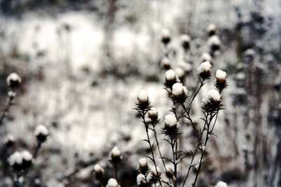 蓟 草 雪 霜 冻结 冰 寒冷的 冬天 植物 草地 自然
