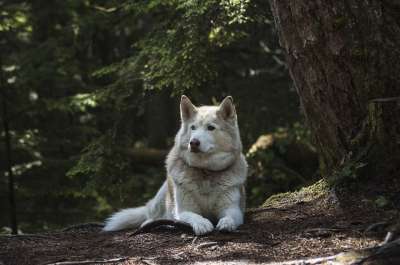 森林 狗 犬类 狼 沙哑 西伯利亚 动物 可爱的 自然 小狗