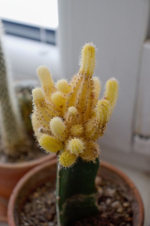 仙人掌 黄色 工厂 植物群 自然 荆棘 刺 宏 稀烂 花