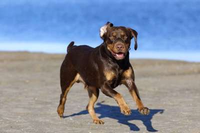 狗 海滩 水 动物 在水中玩耍 犬类 宠物 户外