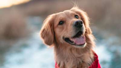 狗 金毛猎犬 宠物 快乐的 犬类 狗肖像 动物 哺乳动物