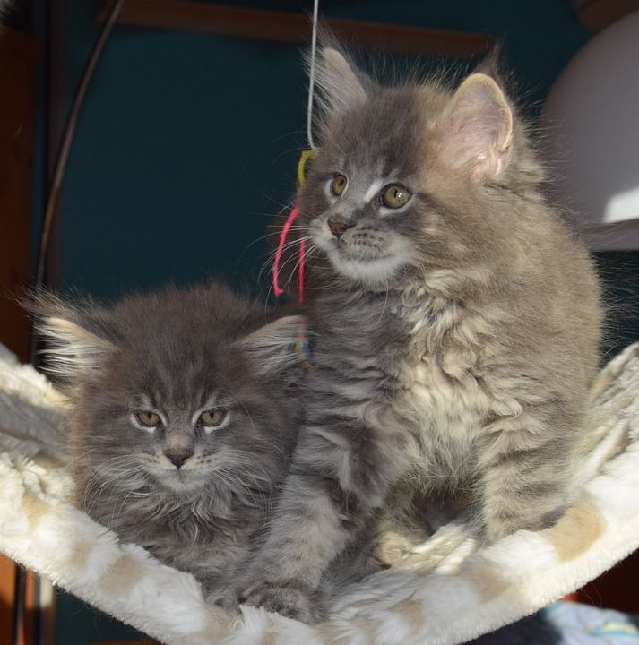 波斯语 猫 灰色毛皮 宠物 小猫 蓬松的 哺乳动物 里面