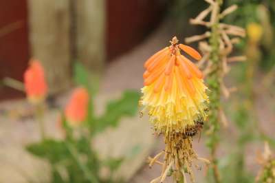 工厂 黄 异国情调 自然 宏 植物 花 盛开 花朵 黄花