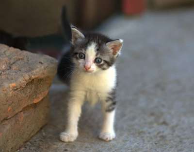 那只猫 小的 可爱的 猫似的 动画 小猫 被驯服的