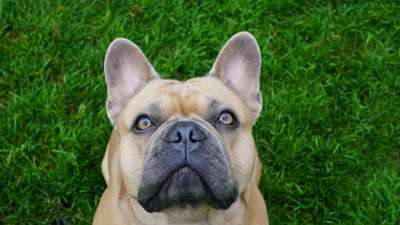 背景 绿色 法国斗牛犬 狗 肖像 动物肖像 眼睛 看法 鼻子