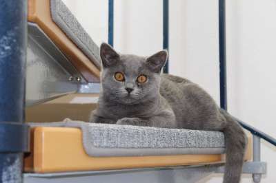 猫 动物 灰色的