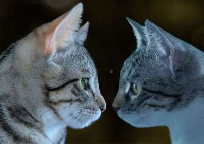 宿醉 小的 二 朋友们 鲭鱼 小猫 家猫 家畜 可爱的 猫