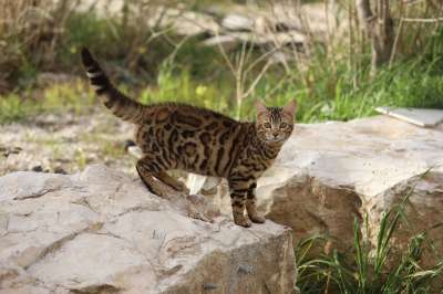 猫 有趣的猫 可爱猫咪 可爱的 猫汇编 滑稽的猫 猫游戏 猫失败