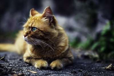 动物 猫科动物 猫 胡须 鼻子 毛皮 可爱的 眼睛 好奇的