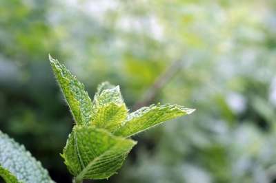 薄荷 花园 绿色 树叶 草药植物 药材 香气 茶草 烹饪草药