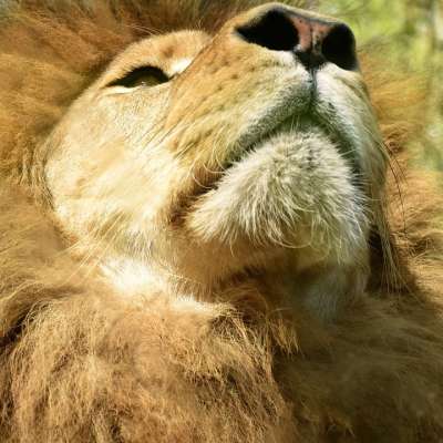 狮子 非洲 动物园 萨凡纳 猫科动物 动物 野蛮的 野猫