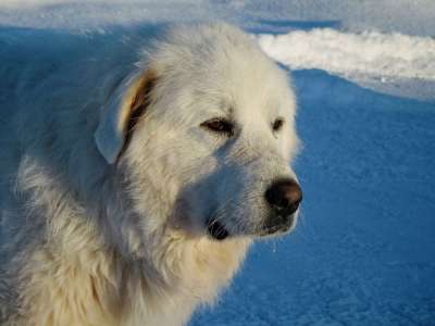 大比利牛斯 狗 犬类 毛皮 毛茸茸的 白色的 雪 冬天 宠物