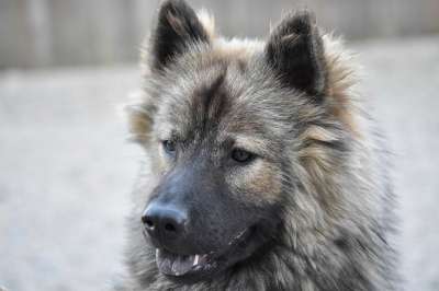 狗 母狗 狗Eurasier 狗Eurasier女 婊子Plinn