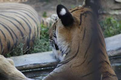 老虎 猫 动物 捕食者 危险的 动物园 哺乳动物 野猫 猫科动物