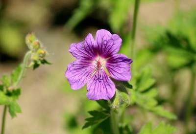 Cranesbill 花 紫色 春天 特写 性质 图 谷物