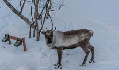 驯鹿 棕色 鹿角 冬天 鹿 雪 动物