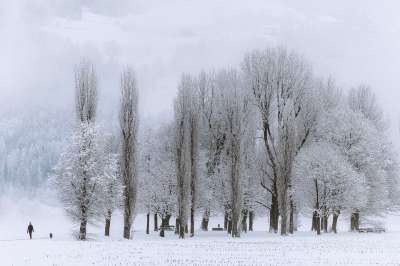 小树林 树林雪景 积雪森林 白雪皑皑 树林 积雪 森林 雪 树木
