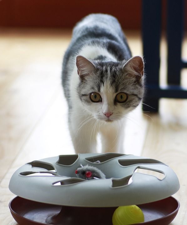 猫 小的 玩具 家猫 家畜 可爱的 小猫 头发 亲爱的