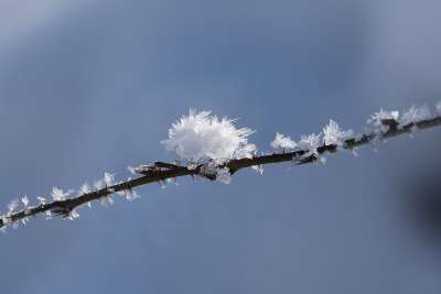 冬天 霜 寒冷的 自然 冬季魔法 分支 冰花 冰冷的 冻结 雪
